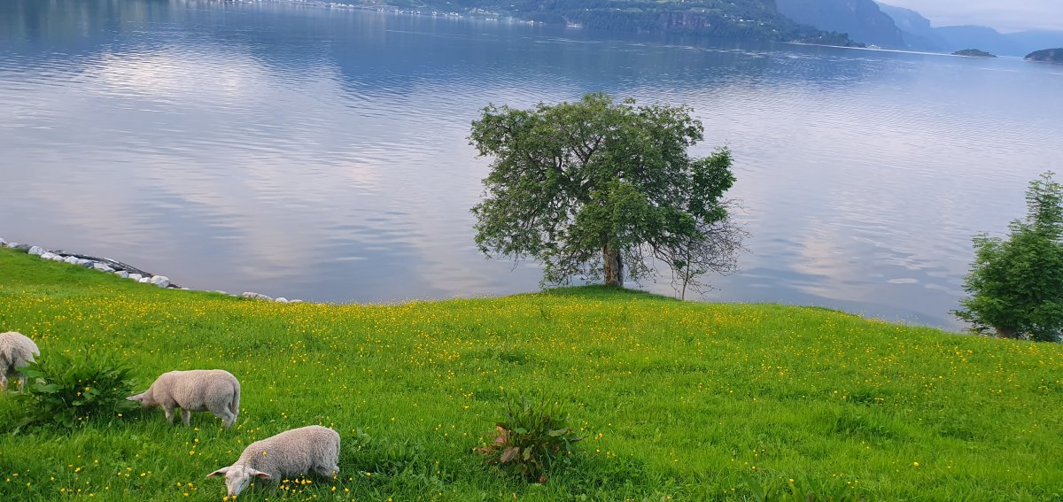 des moutons broutant au bord du fjord