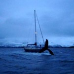 Des baleines à bosse et des orques en Norvège